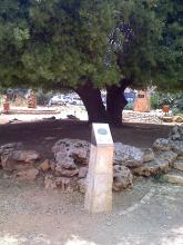 האלון הבודד