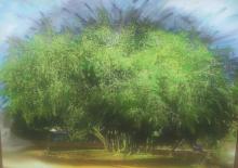 עץ שיזף עתיק רעננה